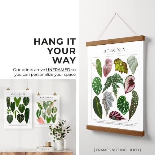 Комплект плакати с растения от 4 парчета, без рамка - Ботаническа рисунка на стената - с Растителен материал - Зелен фигура на стената - Растителен рисунка на стената - Стенен щампи с растително модел - Растителни щампи